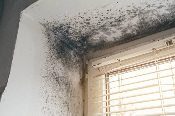 Affordable Commercial Mold Remediation solutions in Burgess, VA